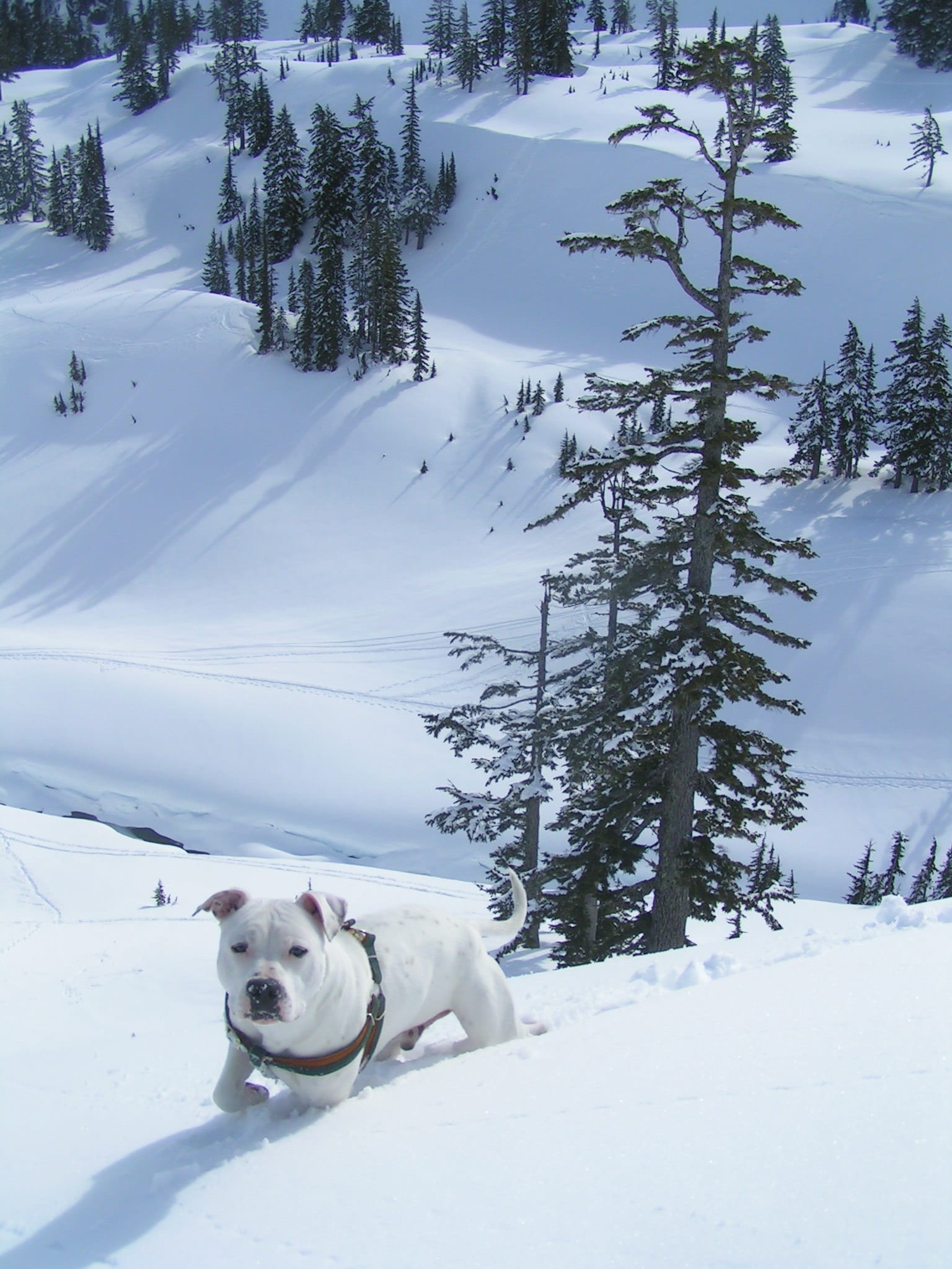 Sage plowing through the snow on Mt. Baker