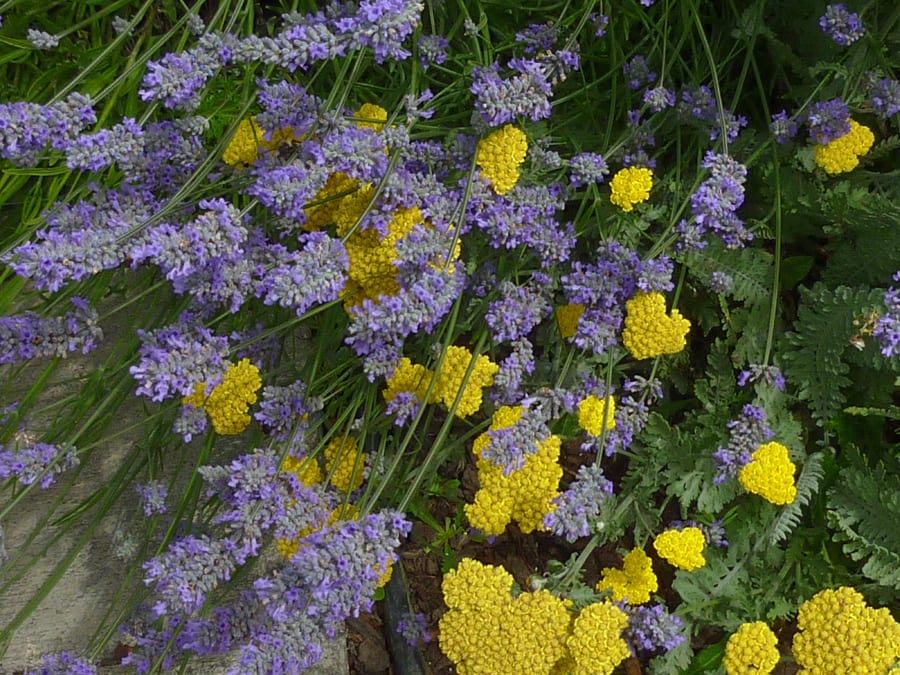 Yarrow and lavender at T Williams Realty in Eastsound, Orcas Island