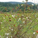 Snowberries and rose hips on Orcas Island