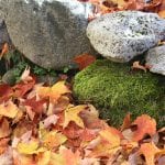 Moss rocks and leaves on Orcas Island