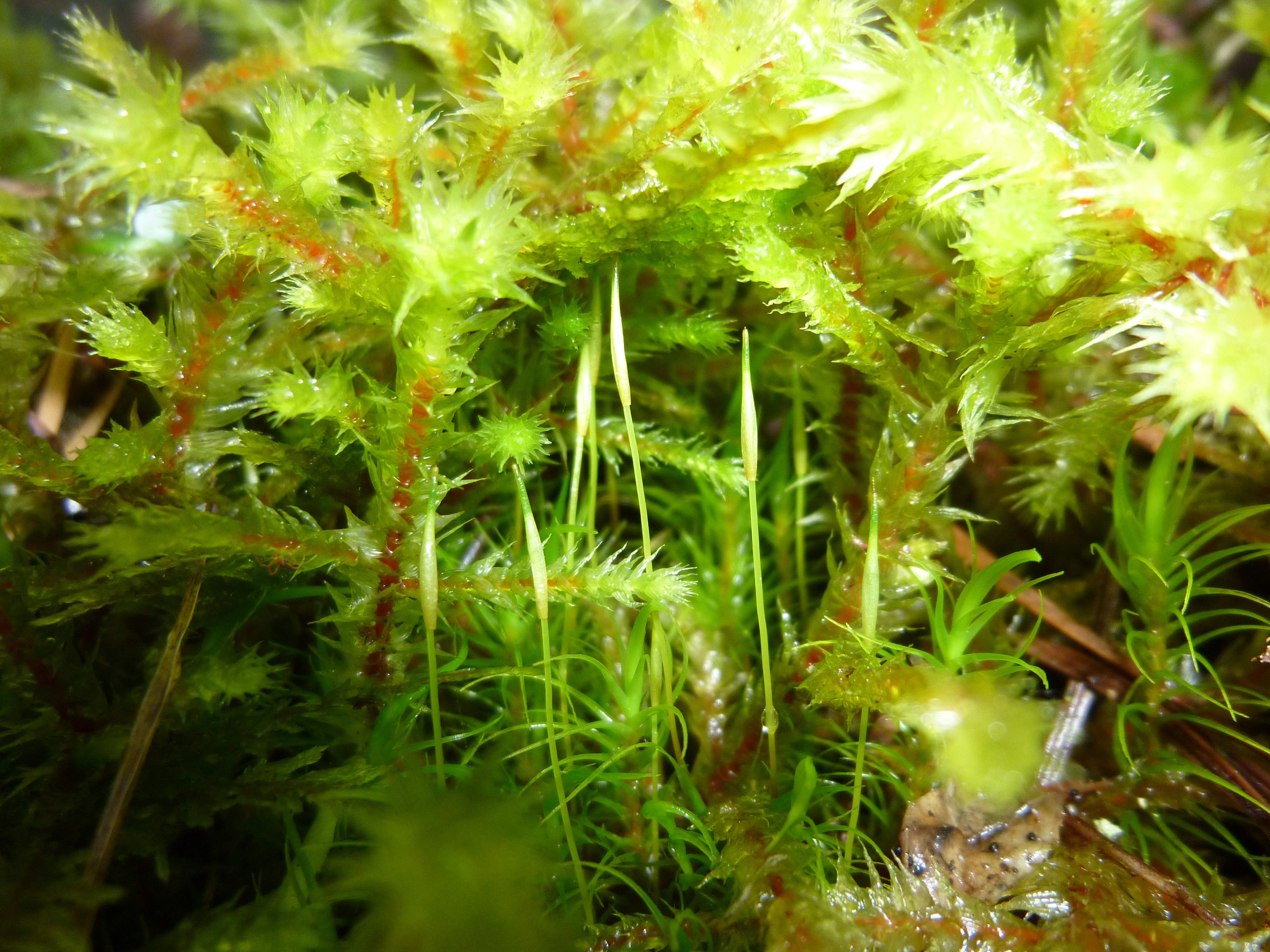 Hidden moss sporophytes
