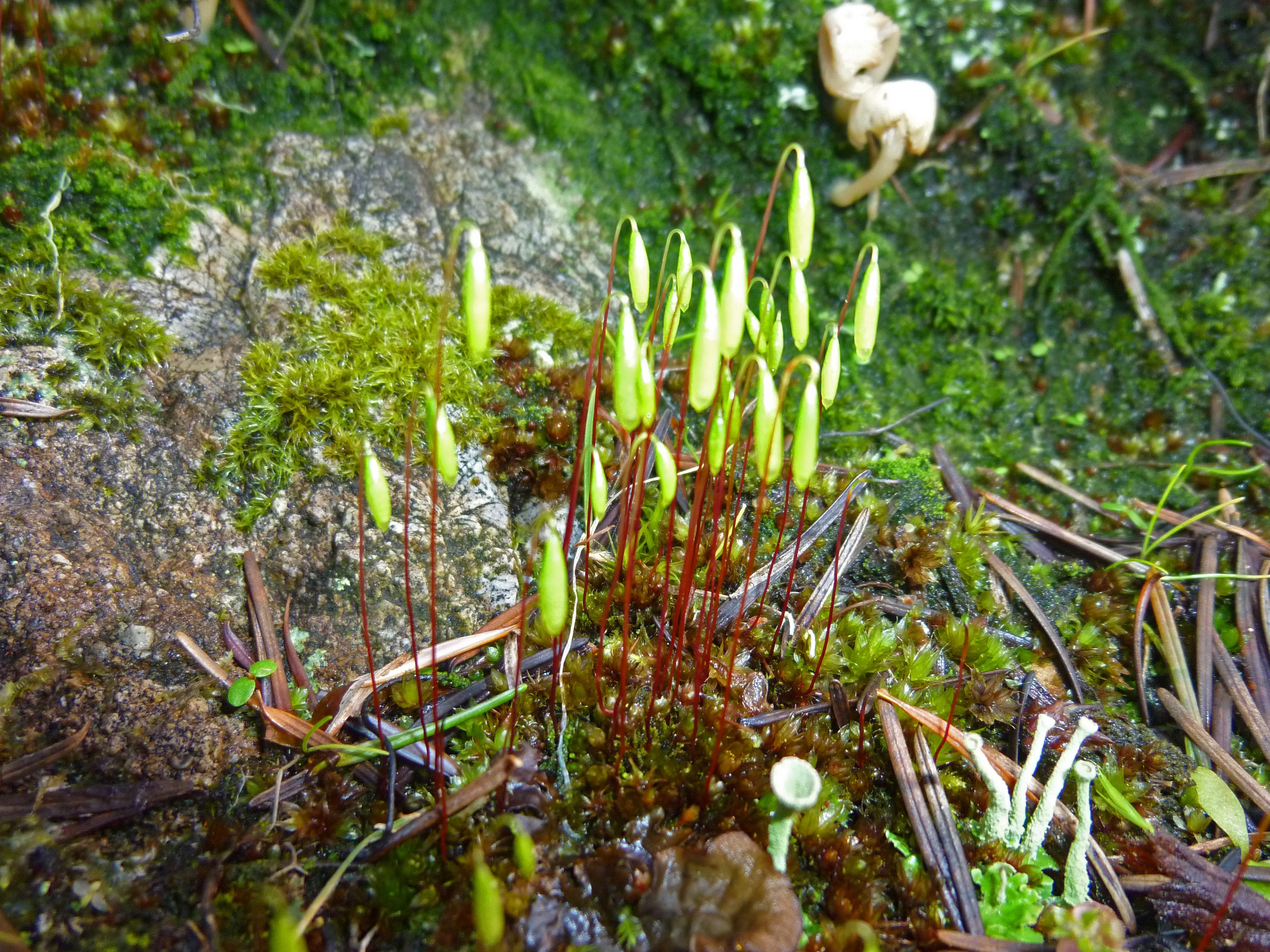 Moss sporophytes on Orcas Island