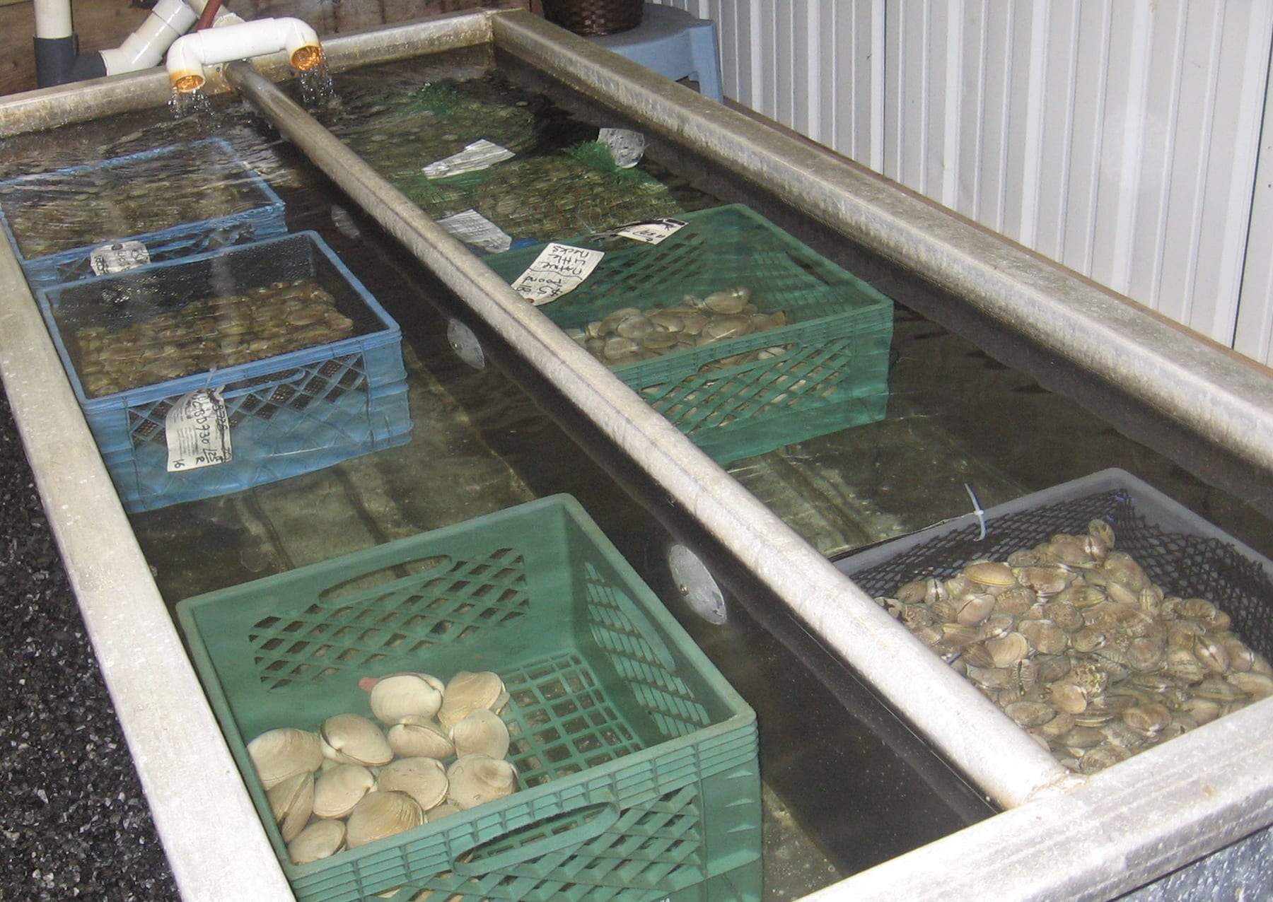 clams and oysters at Buck Bay Shellfish Farm