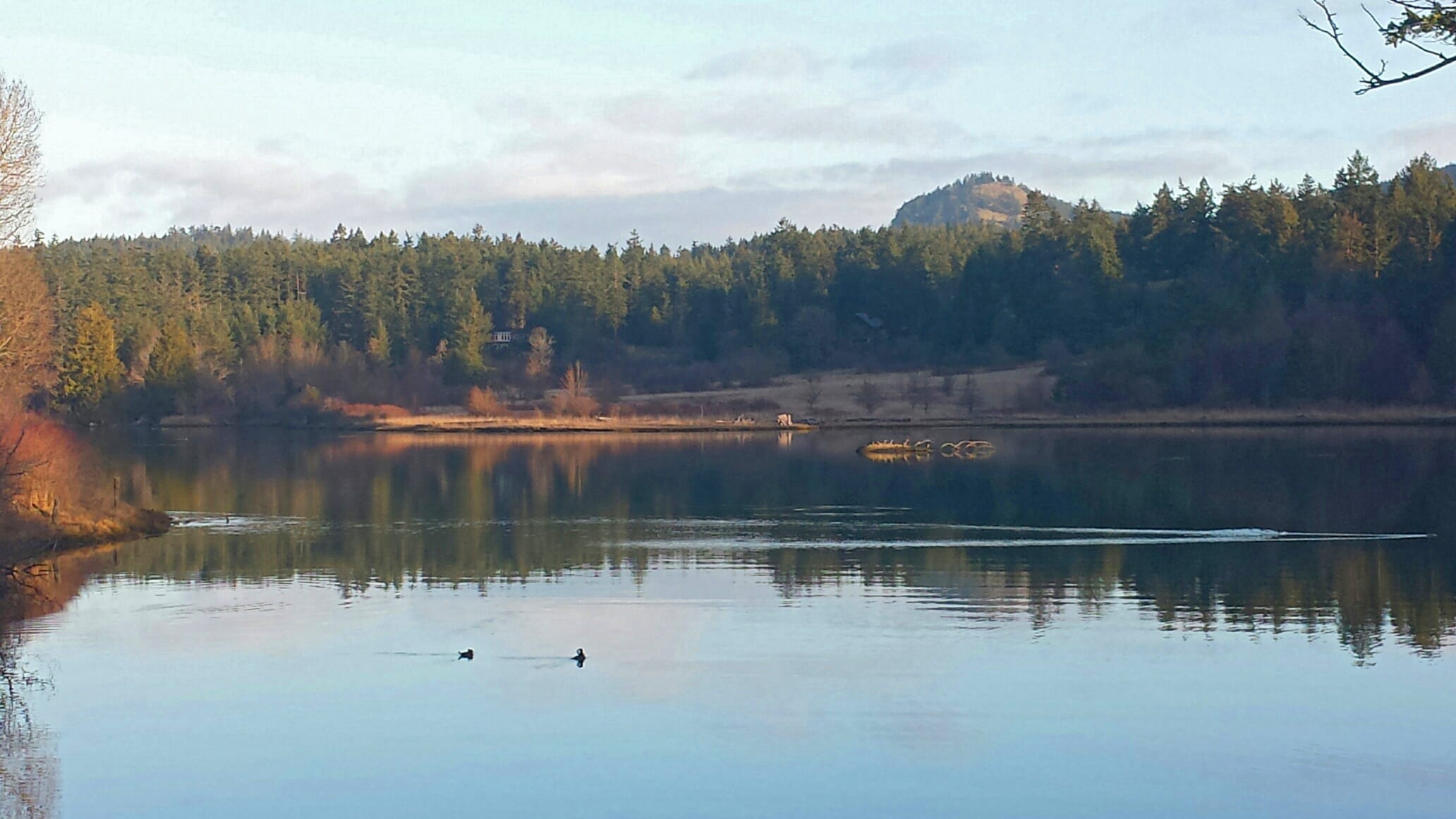 Deer Harbor Estuary January 2015