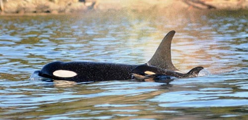 new baby orca