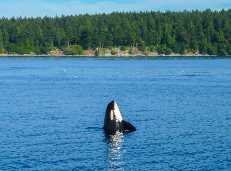 Orca whale spy hopping off Henry Island