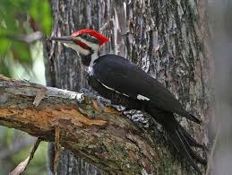 Wood peckers are easy to spot 