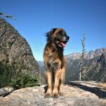 Murphy the leonberger in the Cascade Mountains