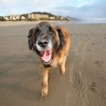 Murphy's excursion to dog-friendly Cannon Beach, Oregon