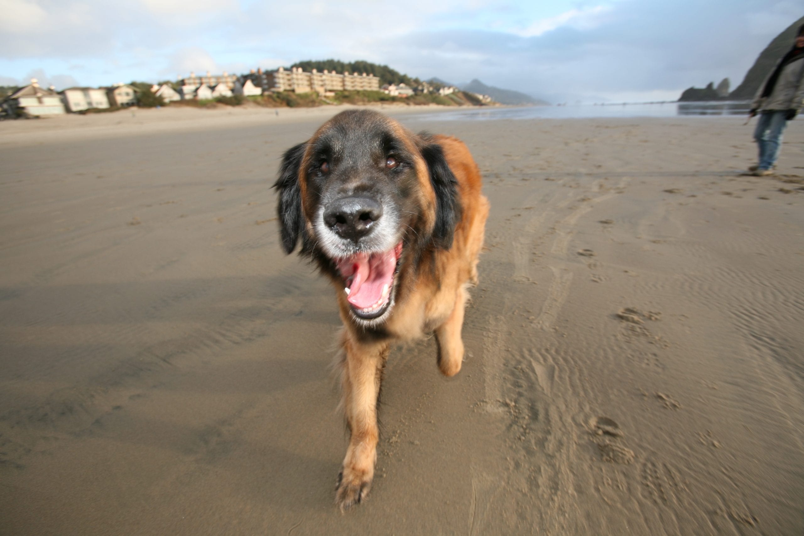 Murphy's excursion to dog-friendly Cannon Beach, Oregon