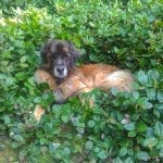 Murphy the leonberger in salal patch