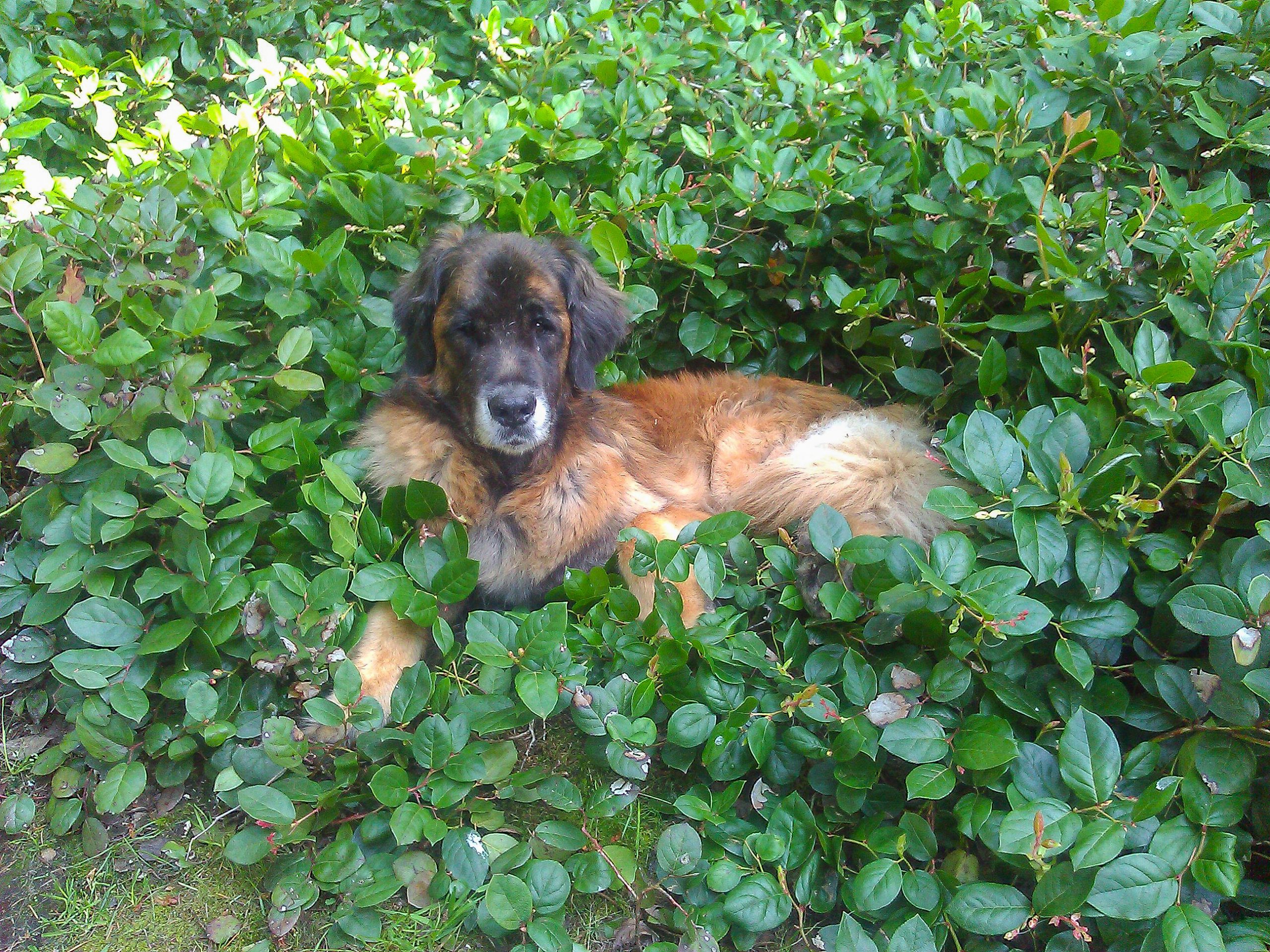 Murphy the leonberger in salal patch