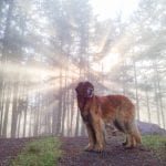 Murphy the leonberger on Orcas Island