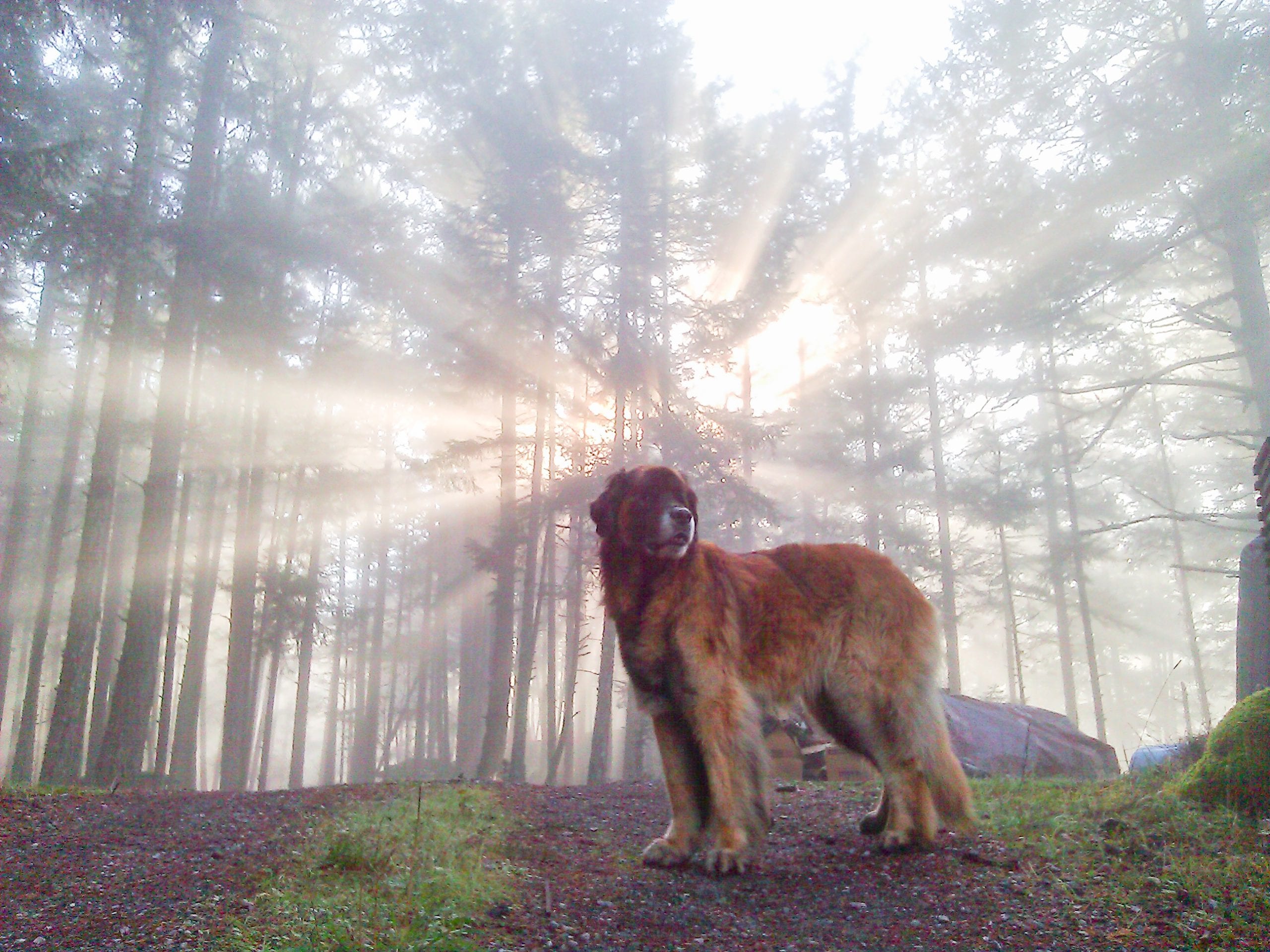 Murphy the leonberger on Orcas Island