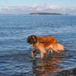 Murph first dip in Salish Sea
