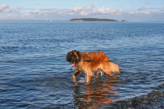 Murph first dip in Salish Sea