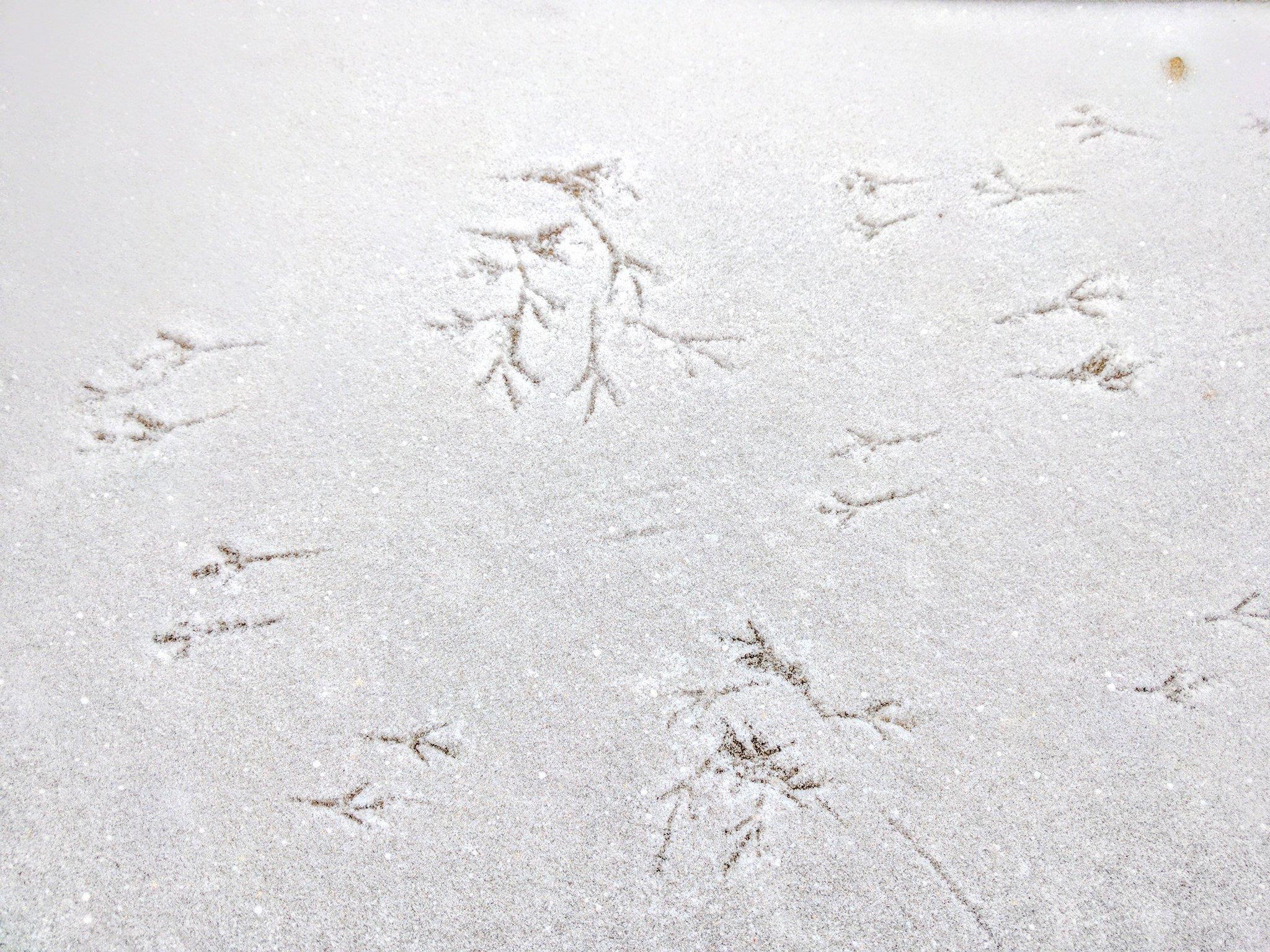 bird-tracks
