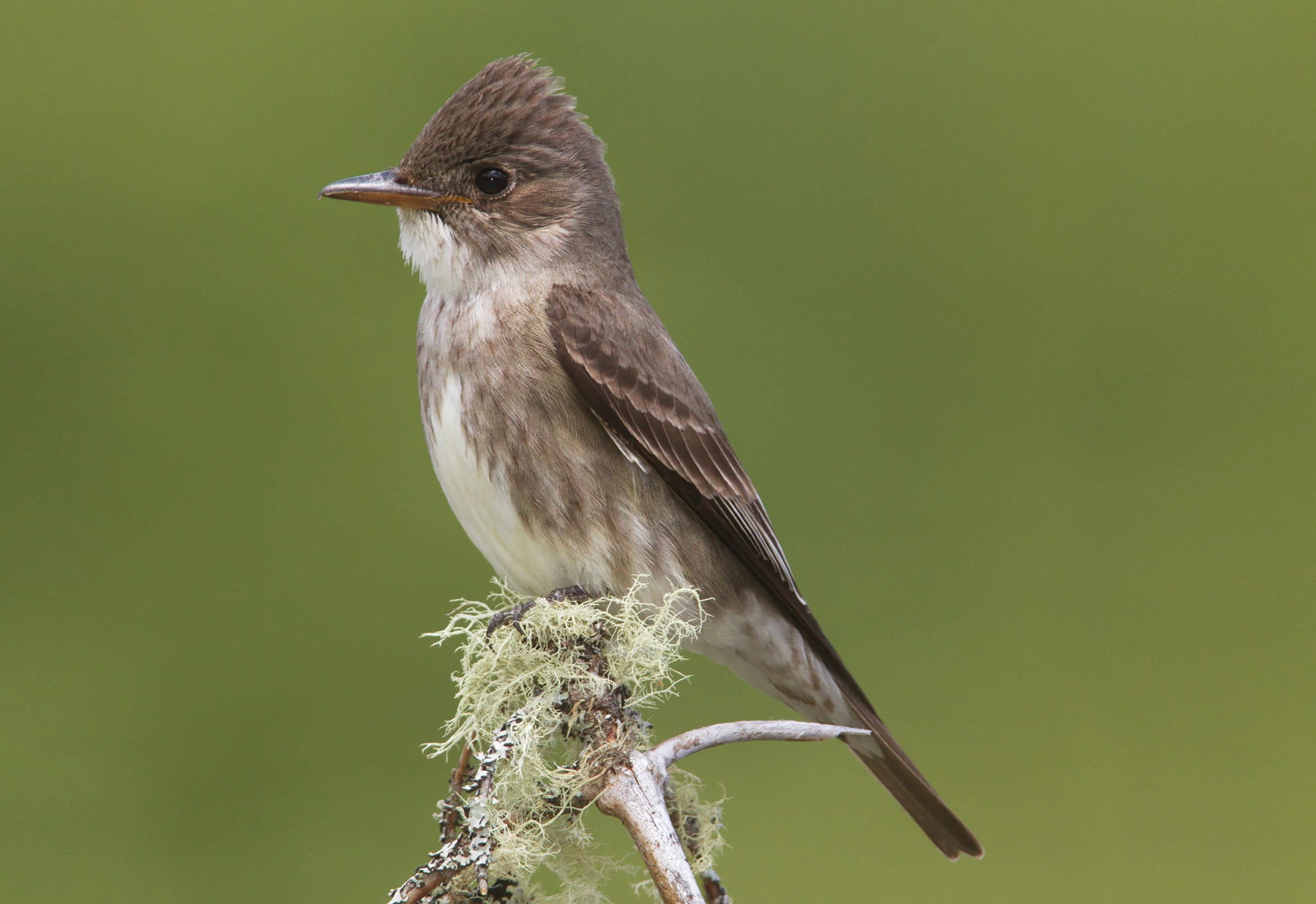 Olive-sided Flycatcher